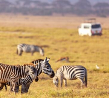 Kenya Untamed Life Safari and Natural Life Parks