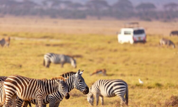 Kenya Untamed Life Safari and Natural Life Parks